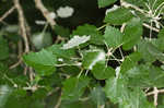 White poplar